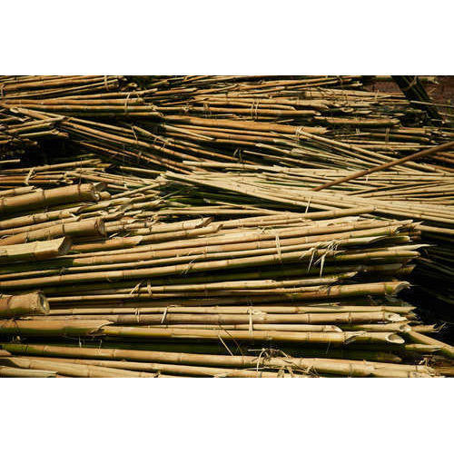 Brown Bamboo Cane, Height: 10 feet